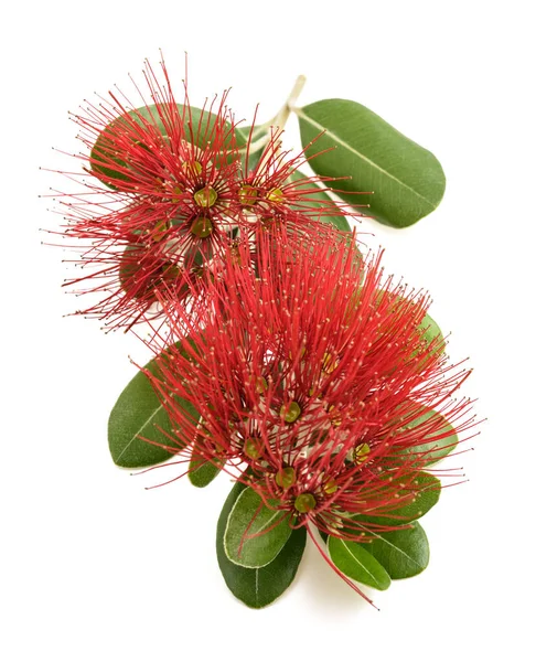 Metrosideros Flores Aisladas Sobre Fondo Blanco — Foto de Stock