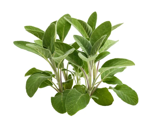 Čerstvé Šalvějové Rostliny Izolované Bílém Pozadí — Stock fotografie