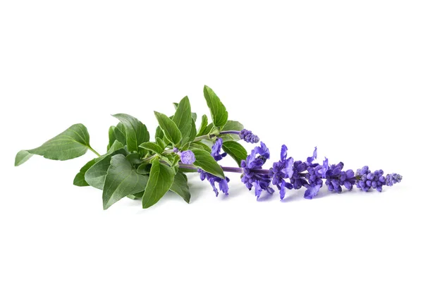 Salvia Farinacea Avec Des Fleurs Isolées Sur Fond Blanc — Photo