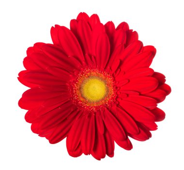 kırmızı gerbera çiçeği beyaz arkaplanda izole edilmiş