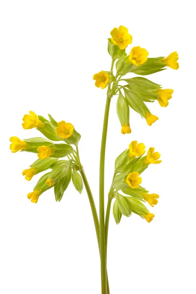 Cowslip Primrose Blüten Isoliert Auf Weißem Hintergrund — Stockfoto