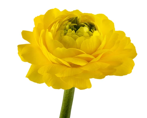 Buttercup Blomma Huvud Isolerad Vit Bakgrund — Stockfoto