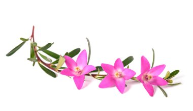 Beyaz arkaplanda izole edilmiş pembe balmumu çiçekleri