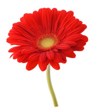 kırmızı gerbera çiçeği beyaz arkaplanda izole edilmiş