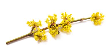 Beyaz arka plan üzerinde izole kızılcık çiçekler