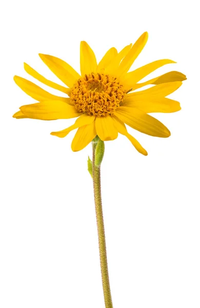 Arnika Blume Isoliert Auf Weißem Hintergrund — Stockfoto
