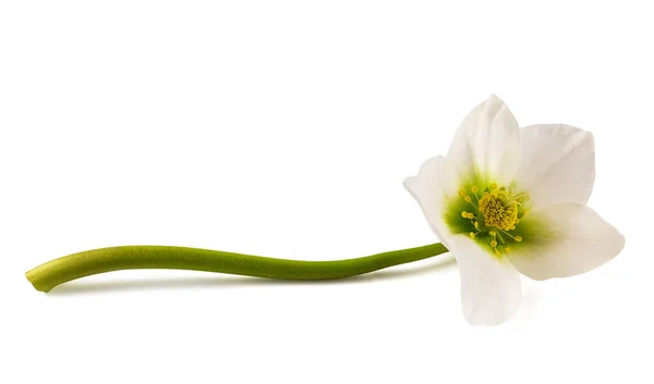 Helleborus Blomma Isolerade Vit Bakgrund — Stockfoto