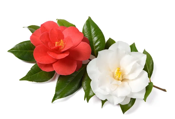 Beyaz Arkaplanda Izole Edilmiş Kırmızı Beyaz Kamelya Çiçekleri — Stok fotoğraf