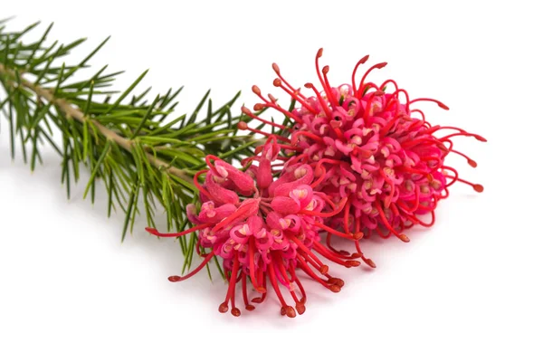 Grevillea Blommor Isolerad Vit Bakgrund — Stockfoto