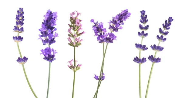 Mezcla Flores Lavanda Aisladas Sobre Fondo Blanco — Foto de Stock