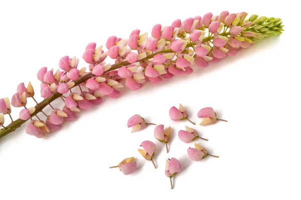 Flores Tremoço Rosa Isoladas Fundo Branco — Fotografia de Stock