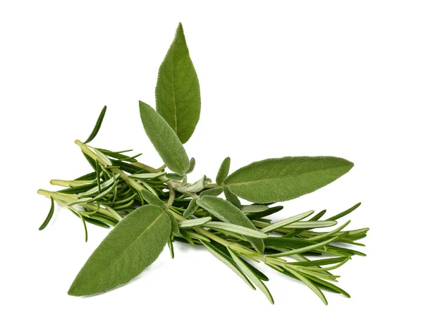 Sage Rosemary Isolated White Background — Stock Photo, Image