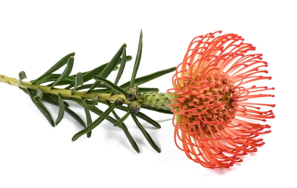 Leucospermum Cordifolium Απομονωμένο Λευκό Φόντο — Φωτογραφία Αρχείου