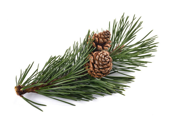 Mugo pine sprig with cones  isolated on white background