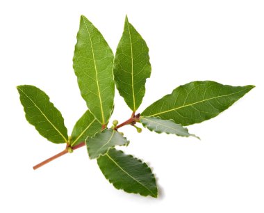 Beyaz arkaplanda yalıtılmış böğürtlen ve yapraklı Laurel dalı