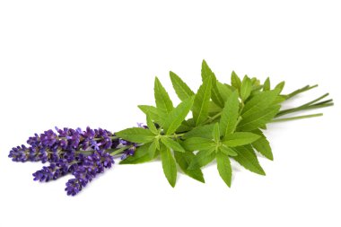 Beyaz arka planda limon verbena ve lavanta izole