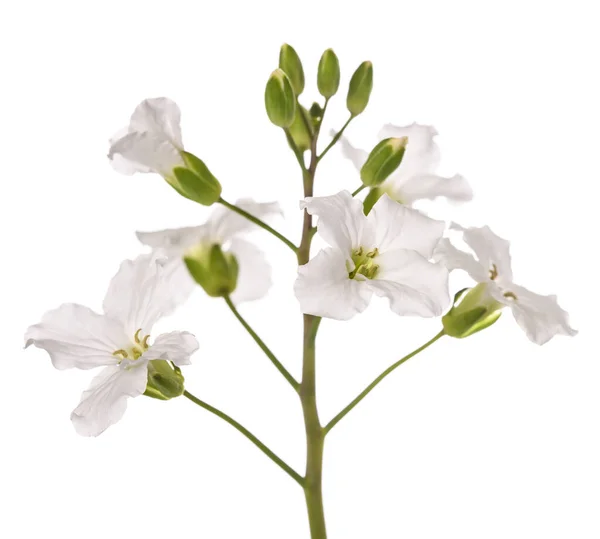 Fleurs Corail Pennées Isolées Sur Fond Blanc — Photo