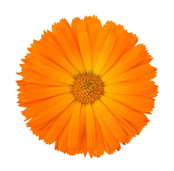 Marigold Flower Head Isolated White Background — Stock Photo, Image