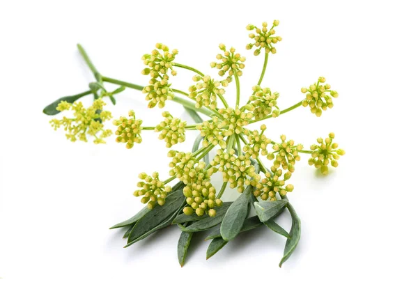 Samphire Roca Aislado Sobre Fondo Blanco — Foto de Stock