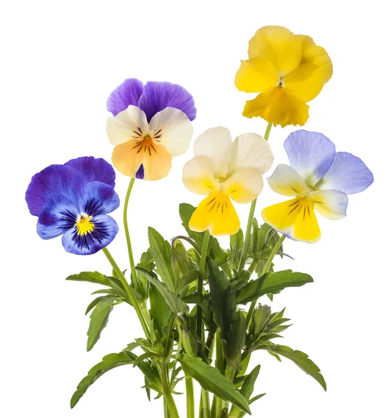 Pansy Flowers Mix Aislado Sobre Fondo Blanco —  Fotos de Stock