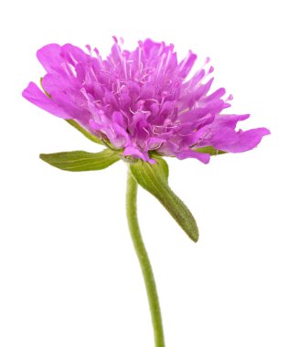 Beyaz arka planda izole edilmiş tarla uyuz çiçek 