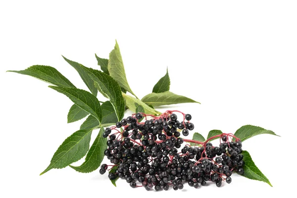 Elderberry Branch Berries Isolated White Background — Stock Photo, Image