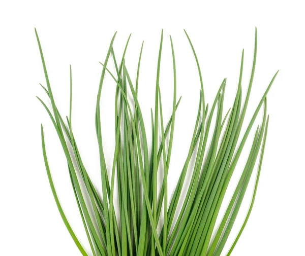 Chives Isolated White Background — Stock Photo, Image