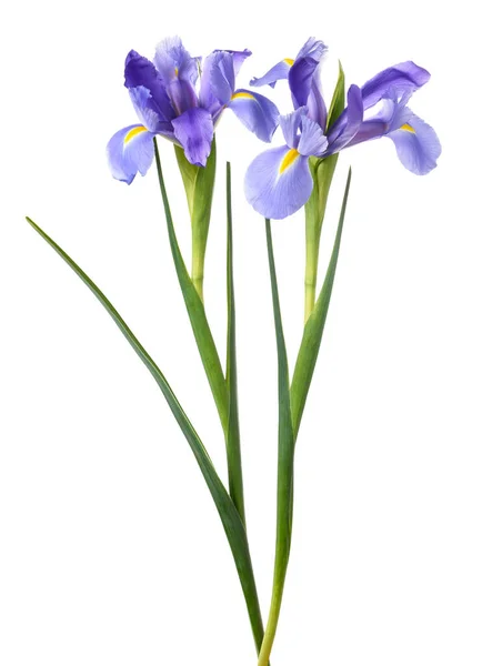 Iris Flowers Isolated White Background — Stock Photo, Image