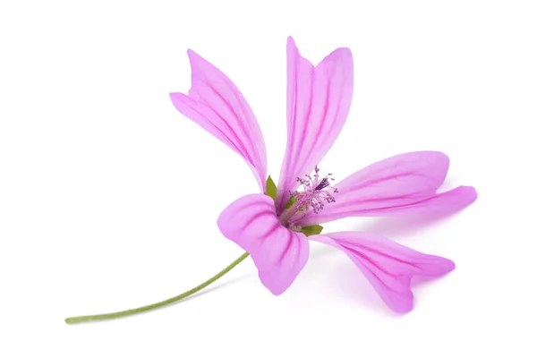 Квітка Міллоу Ізольована Білому Тлі — стокове фото