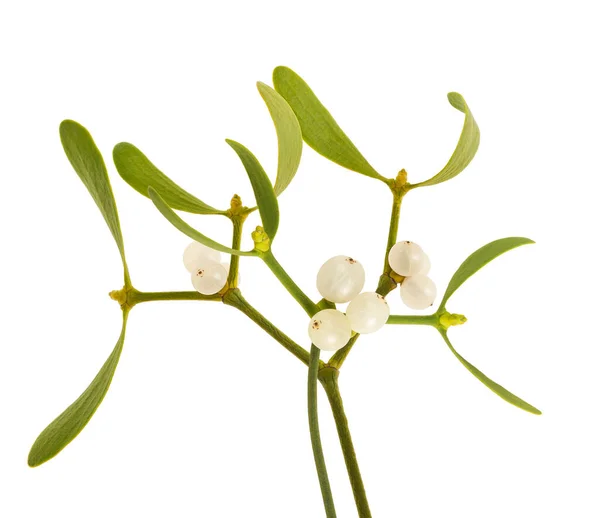 Mistletoe Com Bagas Isoladas Branco — Fotografia de Stock
