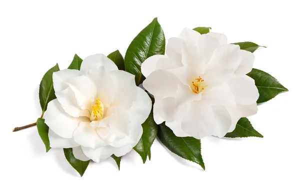 Rama Camellia Con Flores Aisladas Sobre Fondo Blanco — Foto de Stock