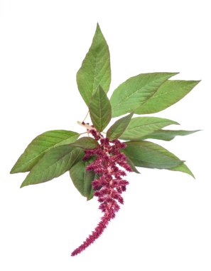 Beyaz arkaplanda yalıtılmış Amaranthus çiçeği