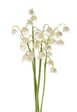 Vadideki zambak beyaz arka planda izole edilmiş