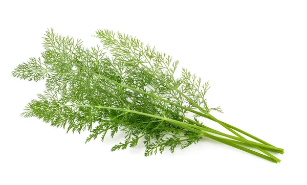 Frischer Fenchel Isoliert Auf Weißem Hintergrund — Stockfoto