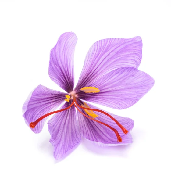 Saffron Flower Isolated White Background — Stock Photo, Image
