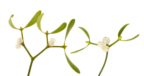 Mistletoe Berries Isolated White — Stock Photo, Image