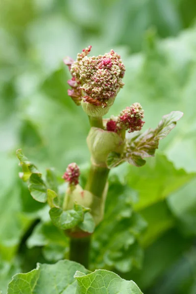 Rabarber Plant Een Tuin — Stockfoto