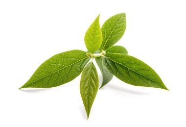 Beyaz arka planda yaprakları olan kışın tatlı dalları