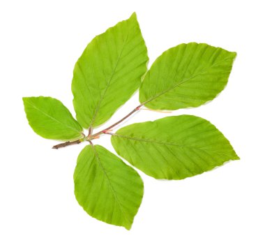 Kayın ağacı dalı ile izole üzerinde beyaz arka plan bırakır