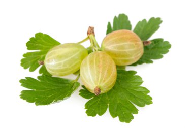 Bektaşi üzümü (Ribes uva-crispa) beyaz arkaplanda izole edilmiş