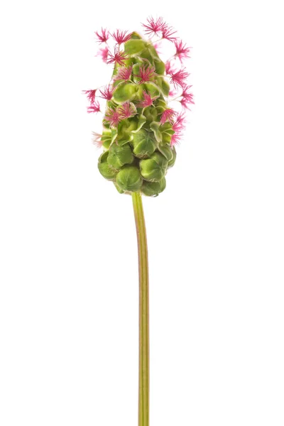 Salad Burnet Flower Isolated White Background — Stock Photo, Image