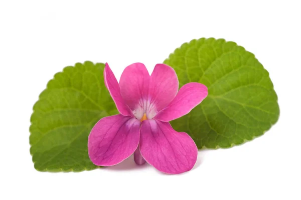 Sweet Violet Flower Isolated White Background — Stockfoto