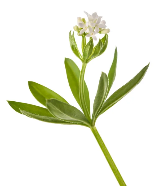 Sladké Dřevěné Květy Izolované Bílém Pozadí — Stock fotografie