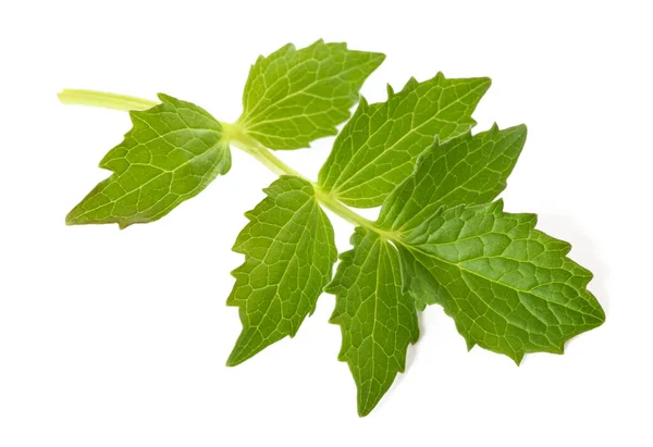 Hoja Valeriana Fresca Aislada Sobre Fondo Blanco — Foto de Stock