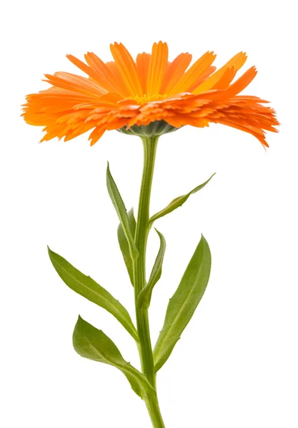 Marigold Plant Flower Isolated White Background — Fotografia de Stock