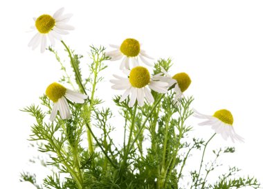 Papatya bitkisi beyaz arkaplanda izole edildi