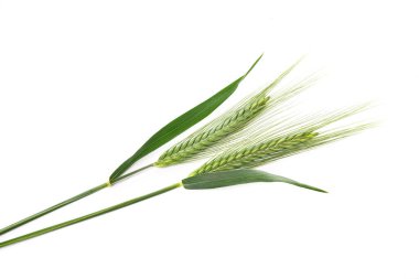 Beyaz arka plan üzerinde izole arpa kulaklar