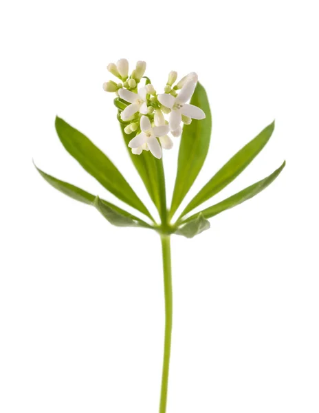Sweet Woodruff Bloemen Geïsoleerd Witte Achtergrond — Stockfoto