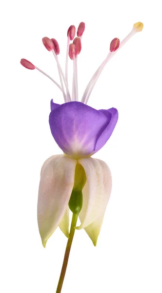 Fuchsiová Rostlina Izolovaná Bílém Pozadí — Stock fotografie
