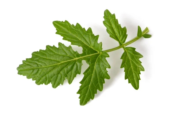 Mustard Branch Isolated White Background — Φωτογραφία Αρχείου